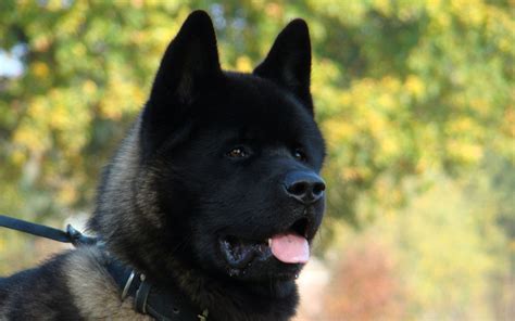 black akita puppy.